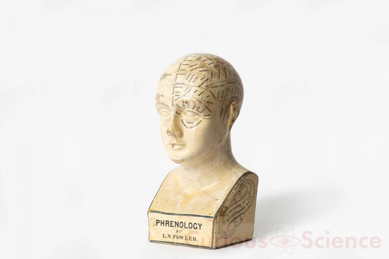 Phrenology Head